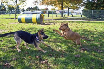 A Denverite’s Guide to Dog Park Safety | Denver Dog Bite Lawyer